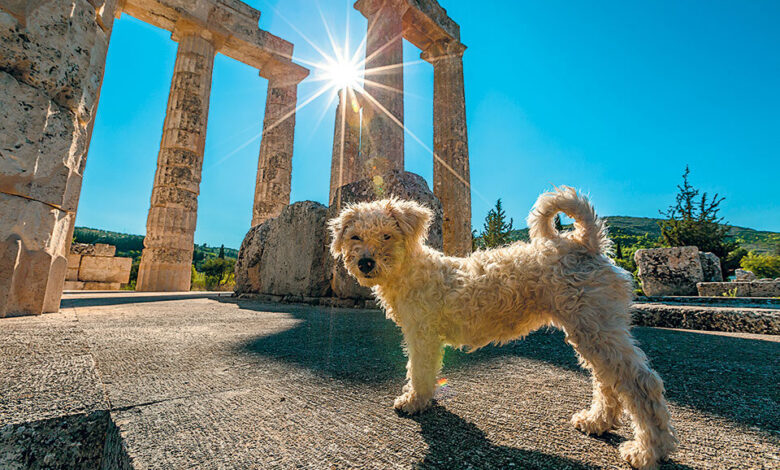 Dog Pets Archaeological Site Shutterstock 960x600 1 780x470